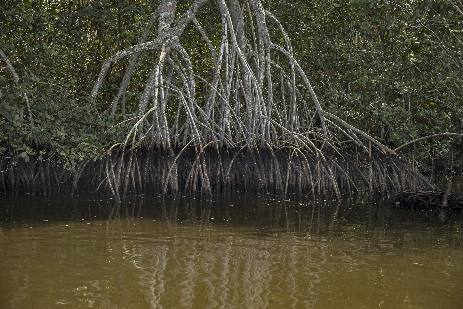 Com apoio de R$ 47,3 mi, BNDES e Petrobras anunciam projetos para recuperar manguezais e restingas
